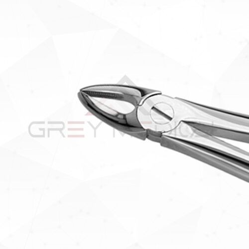 English Pattern Tooth Forceps - Image 2